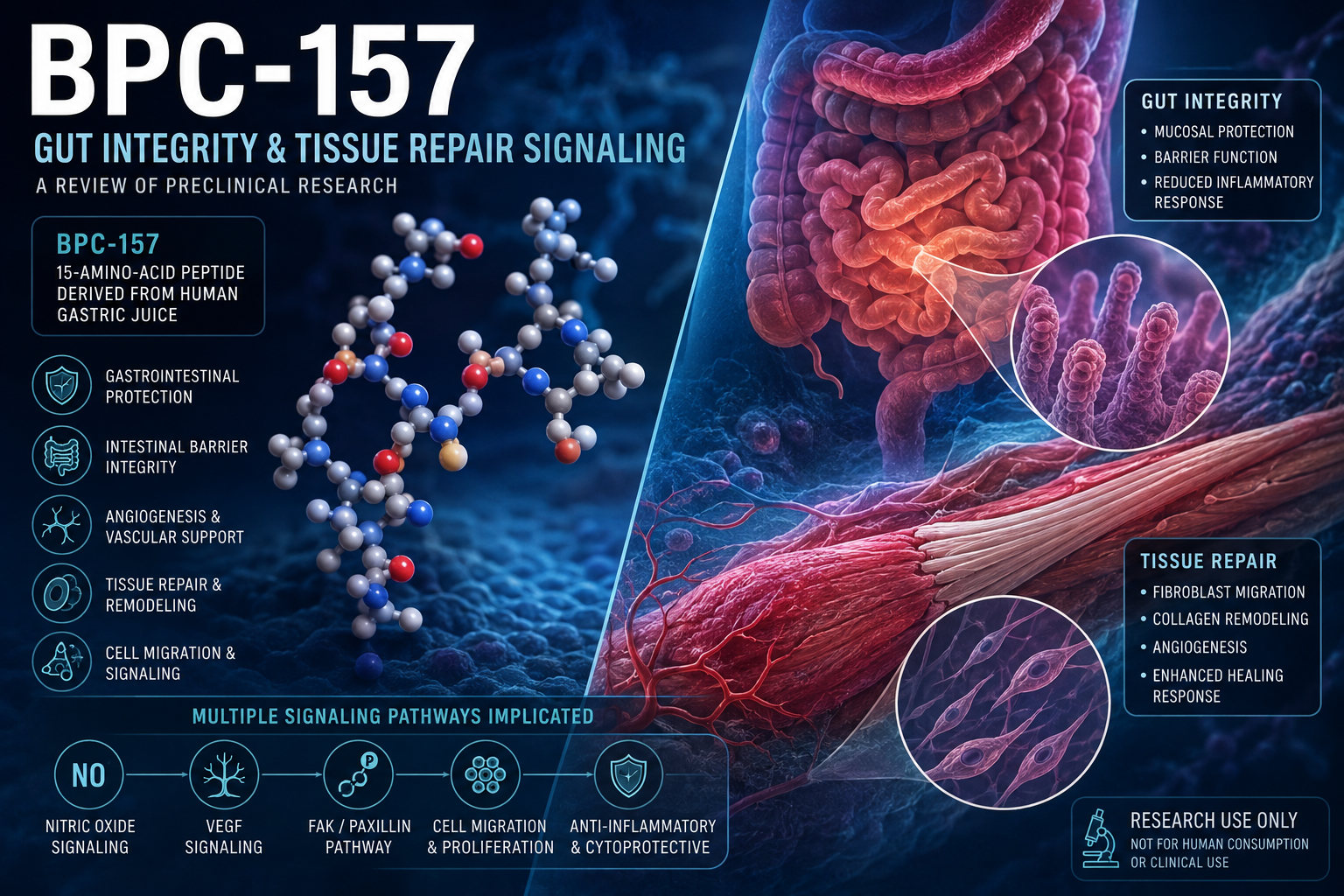 BPC-157 research review showing gastrointestinal integrity and tissue repair signaling