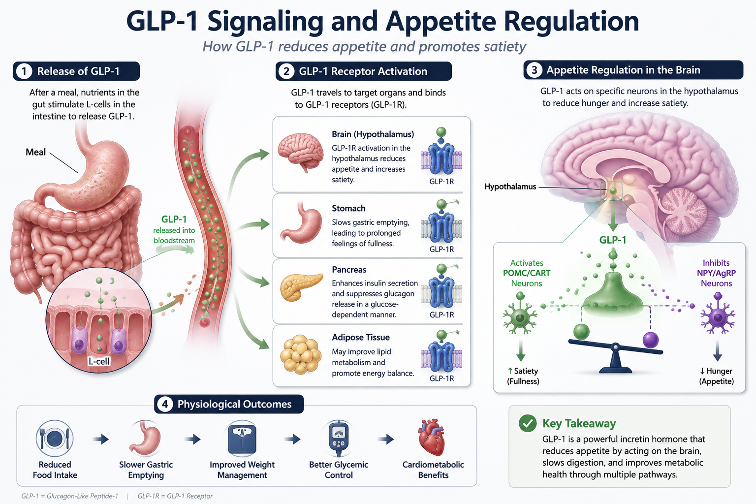 Semaglutide research review