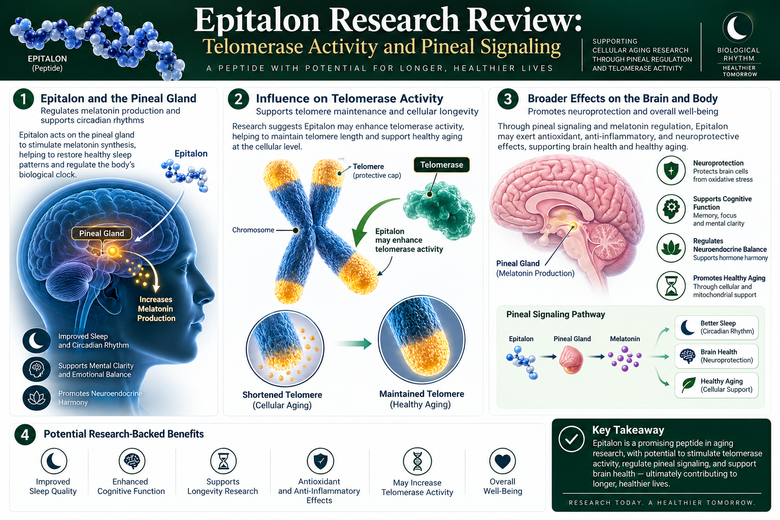 Scientific visualization of Epitalon and telomere chromosomal structures