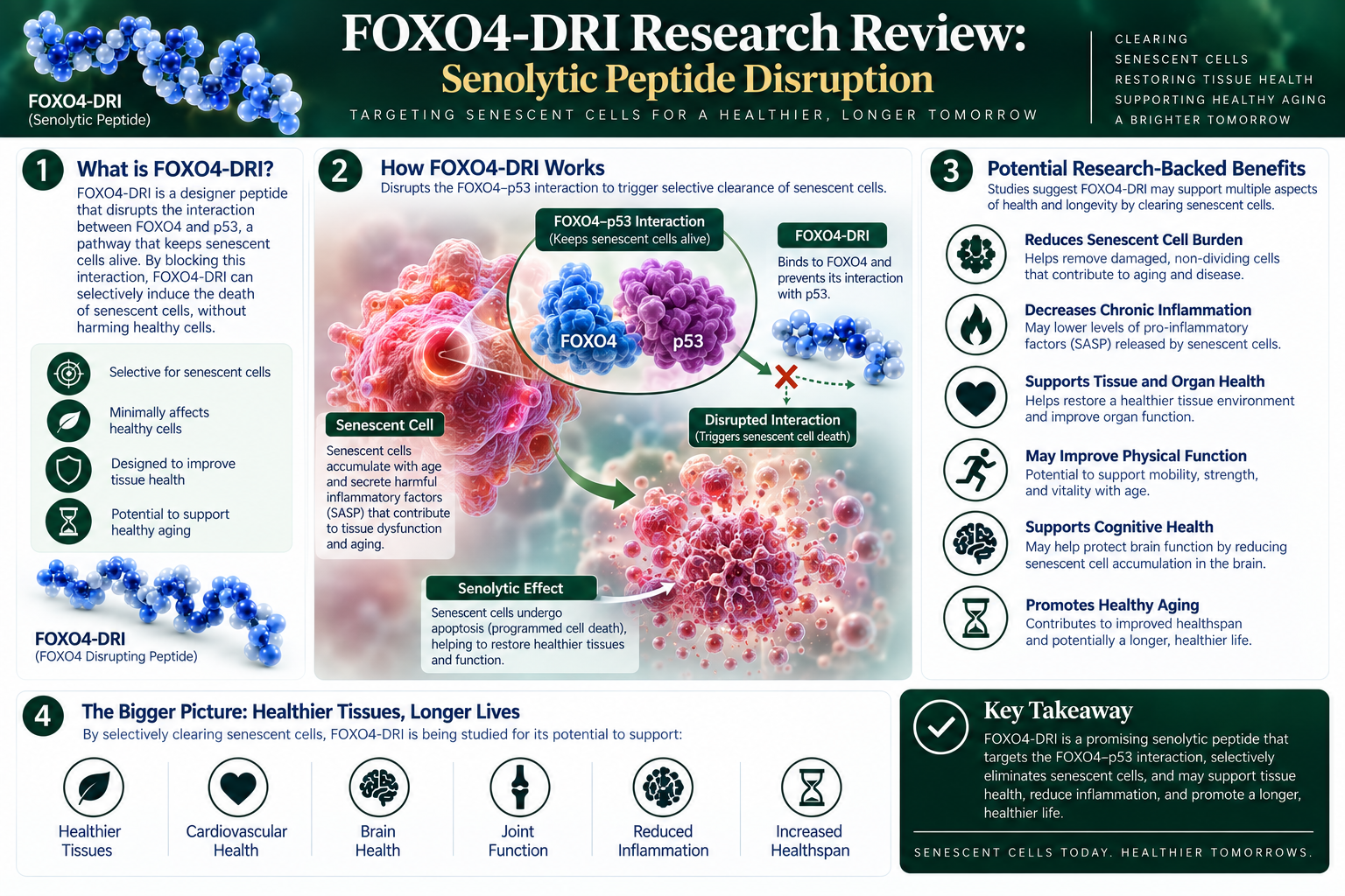 FOXO4-DRI senolytic peptide research visualization showing disruption of the FOXO4-p53 interaction in senescent cells